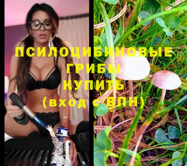PSILOCYBIN Абдулино
